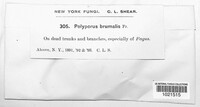 Polyporus brumalis image